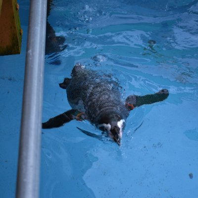 いぬいさんのプロフィール画像