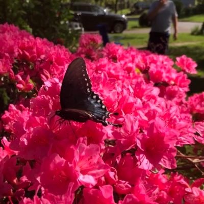 wendy4seak's profile picture. wife, mom ( cats, dog, kids), teacher🌊