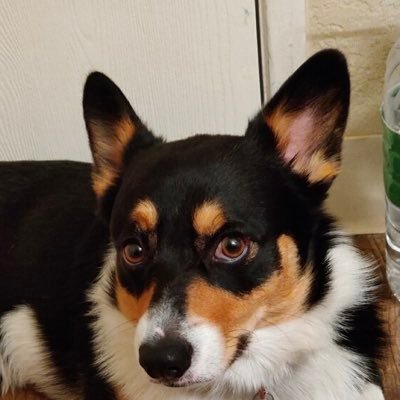 Editorchick's profile picture. Just a chick who loves editing. Obsessive reader and Shakespeare fanatic. Aspiring New Yorker