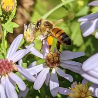 🐝❀༺ 𝕔𝕝𝕠𝕦𝕕𝕠𝕤𝕒𝕦𝕣 ༻❀🐝 (@cloudosaur) 's Twitter Profile