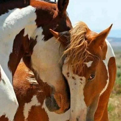 Helping all animals but especially wild horses & farm animals. Facebook: https://t.co/iyxdPNPEzM