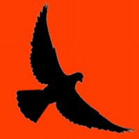 PigeonTrader.com(@PigeonTrader) 's Twitter Profile Photo