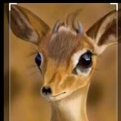 VimhN3LtYDtuEdv's profile picture. 