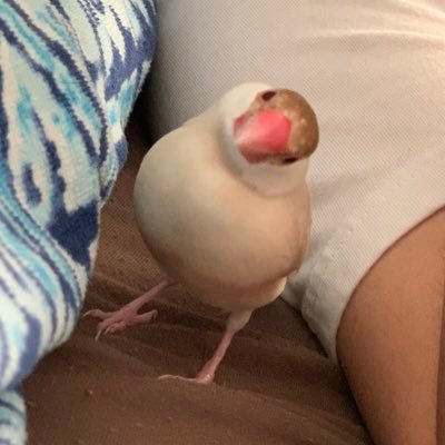 文鳥の世界さんのプロフィール画像