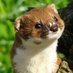 West Bridgford Weasel (@bridgfordweasel) Twitter profile photo West Bridgford Weasel (@bridgfordweasel) Twitter profile photo