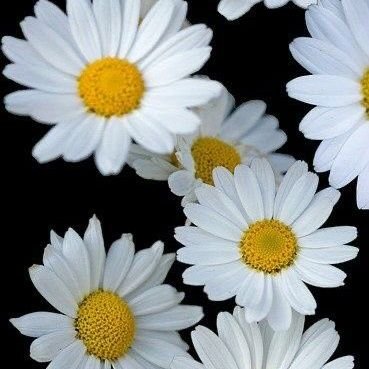 escobarangelina's profile picture. 😊