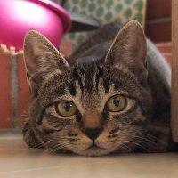 tomito007 (@tomito007) 's Twitter Profile