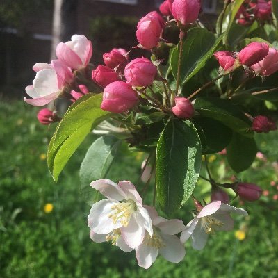 Organic orchard on the Wenlock Estate, Hackney with mix of fruits and wildlife. Planted and maintained by The Growing Kitchen resident group.