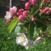 Wenlock Community Orchard (@OrchardWenlock) Twitter profile photo