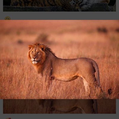 realOlatomirin's profile picture. Tweets and retweets are my personal views.