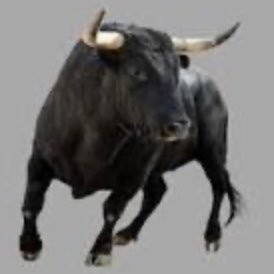 Small cap trader and investor #miningbull