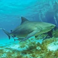 bullsharking's profile picture. Doctor of Medicine and Doctor of Law. I had a perfect score on my SAT.