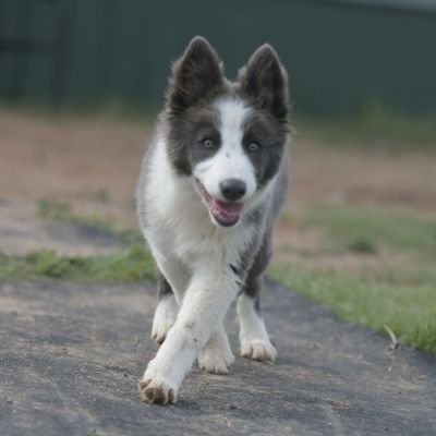 Photographer, Artist, Dog Mom. I will post about my puppy. often. sorrynotsorry