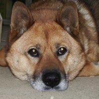 スコット三世(Scott the 3rd) (@goeurofighter) 's Twitter Profile Photo
