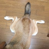 犬の下僕。 (@m26265) 's Twitter Profile