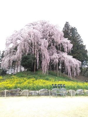 元、牛飼いのおばさんです！安達太良の麓でのんびり暮らしています。自閉症の方々を応援しています。