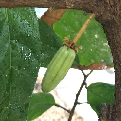 沖縄県南部、カカオ栽培の記録をはじめて７年目cacaonote｜テオブロマ属栽培｜在来種栽培｜すべて趣味｜ついでにデジモンも同じくらい好き。 カカオの発信をしていきます。#ブログさぼり中 #cacaonote