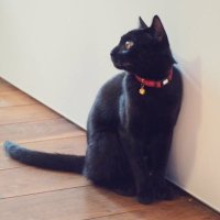 Sima (@tf0vqo5l55bpue7) 's Twitter Profile