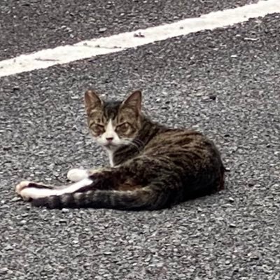 こっこさんのプロフィール画像