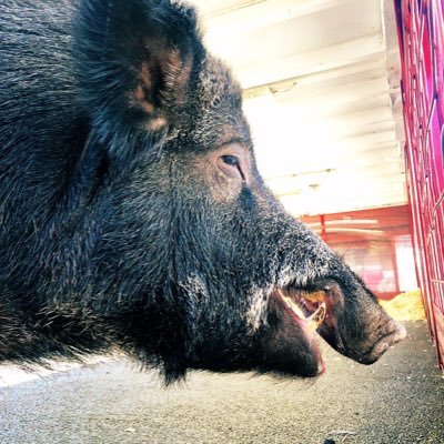 The official live mascot of the Arkansas Razorbacks. Favorite foods: Grapes, Corn & Watermelon. Son of Tusk IV.