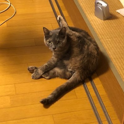 MAZZELを沼り過ぎないように沼ってるMUZE🐈FC会員🐈MAZZEL以外にもリポストします…
