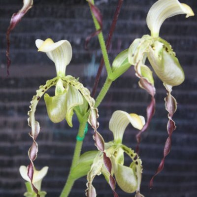 orchids and house plant grower and supplier