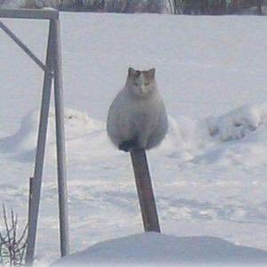 BitfOffical's profile picture. We are a Military Simulator (MilSim) for GTA Xbox.