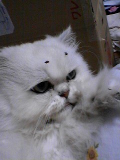 cobaoka's profile picture. 