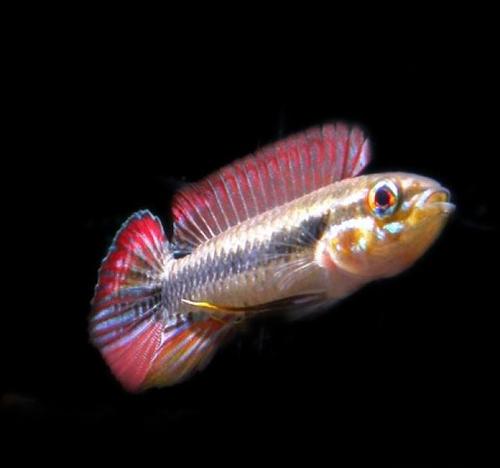 Online store specializing in rare dwarf cichlids from all over the world.  Buy securely online and instantly shipped right to your door.