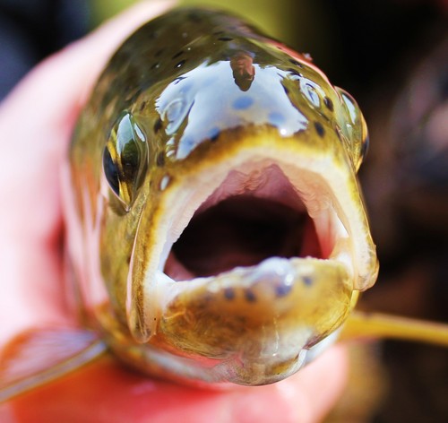 FCandFT's profile picture. A little fly fishing and a lot of the lifestyle.