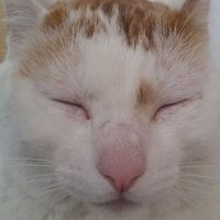 楽天ルーム🐱neco (@neco20201019) 's Twitter Profile
