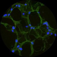 Theurich Lab (@labtheurich) 's Twitter Profile Photo Theurich Lab (@labtheurich) 's Twitter Profile Photo
