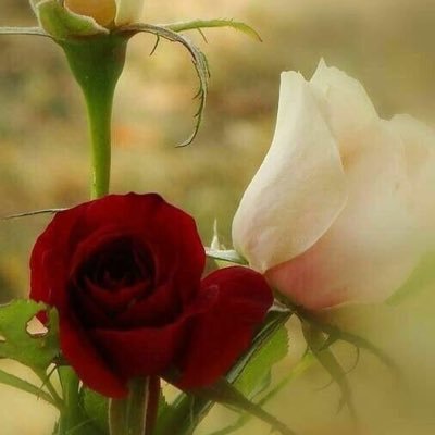 anlil13's profile picture. 