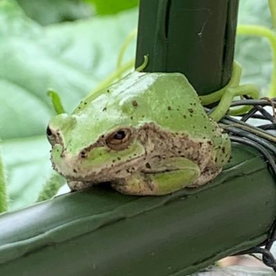 鼻糞 緑 鼻糞 緑