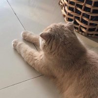 a ☾ (@ryn_oo) 's Twitter Profile
