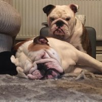 Boudica and Bulldogs๐ (@kushielx3_sarah) 's Twitter Profile Photo Boudica and Bulldogs๐ (@kushielx3_sarah) 's Twitter Profile Photo