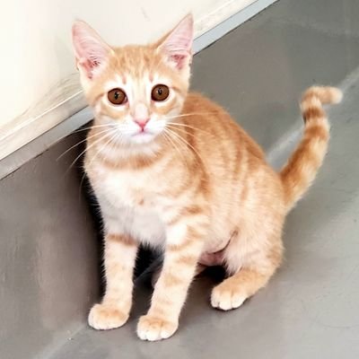 AdrienneMeadEsq's profile picture. LA Native. In-House Corp Counsel, mostly Tech/Telecom. Faithful servant to feline overlords. #TrampsLikeUs #ContempArt #Eichler #InHouseTwitter