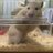 ふゅーちゃんのアイコン