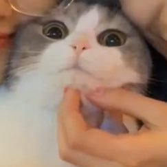 murfmeowmeow's profile picture. รีหมดไม่สนด้อมไหน