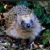 willow hedgehog rescue (@RescueWillow) Twitter profile photo