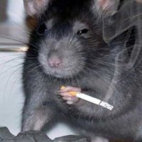 сойквир (@smnlku) 's Twitter Profile