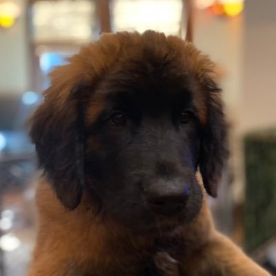 KimPellegri's profile picture. 