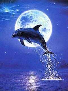 himimiDX's profile picture. 