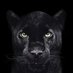 @Catman (@catmanbiden) Twitter profile photo @Catman (@catmanbiden) Twitter profile photo