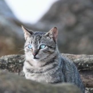 RealJayfeather's profile picture. 