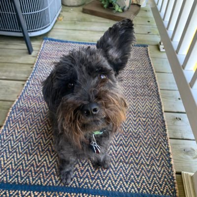 I’m a 6 year old mixed Schnauzer. I am happy and laid back. I love my mum, treats, car rides, and walks. I am territorial and protective.