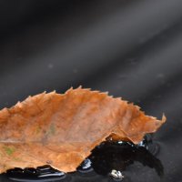 sre-ima-in (@sr_mnnn) 's Twitter Profile