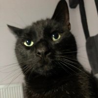 Sidney Valentine (@halfsiamesesid) 's Twitter Profile Photo Sidney Valentine (@halfsiamesesid) 's Twitter Profile Photo