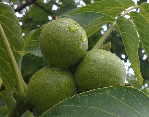 dowlap's profile picture. 