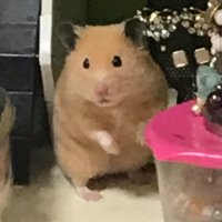 たわしとしゃもじ (@nczswposwk3iloy) 's Twitter Profile Photo